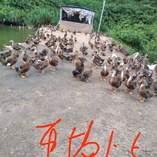 开平市杂交鸭 放养漂亮货真价实，诚信经营