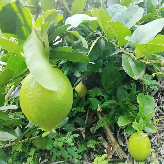 惠东县 自家种的柠檬。没农药。