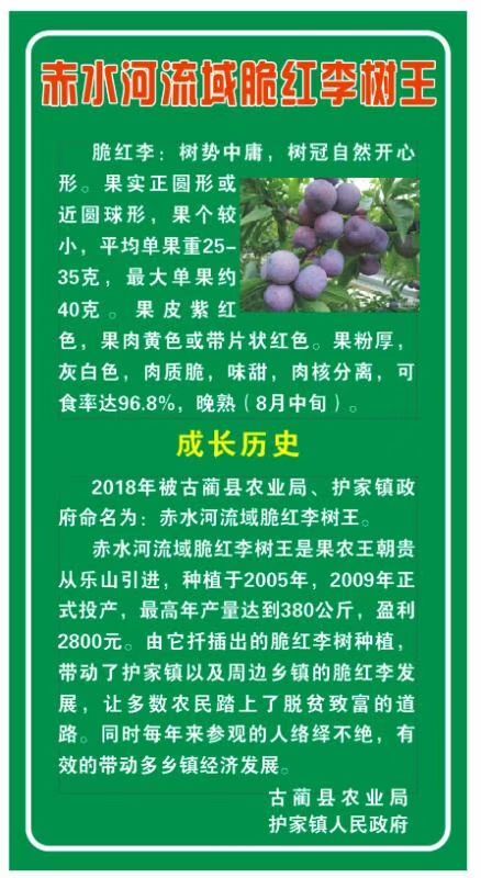 古蔺县 脆红李大量供应，有需要的可以和我联系