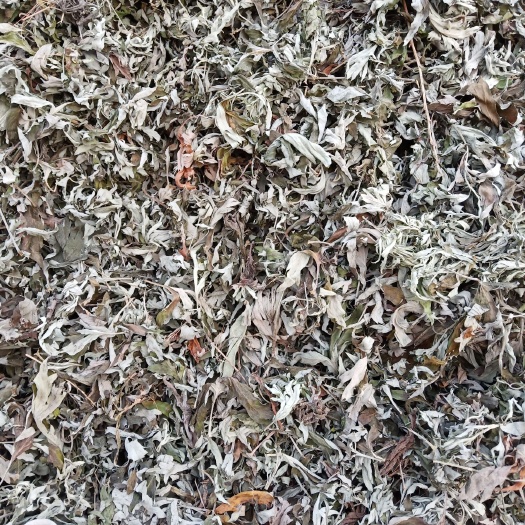 咸阳 艾叶