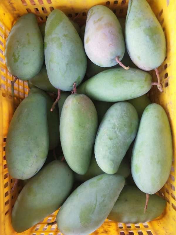 金腰芒 10两以上