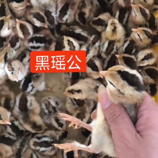  瑶鸡苗，黑瑶公鸡苗