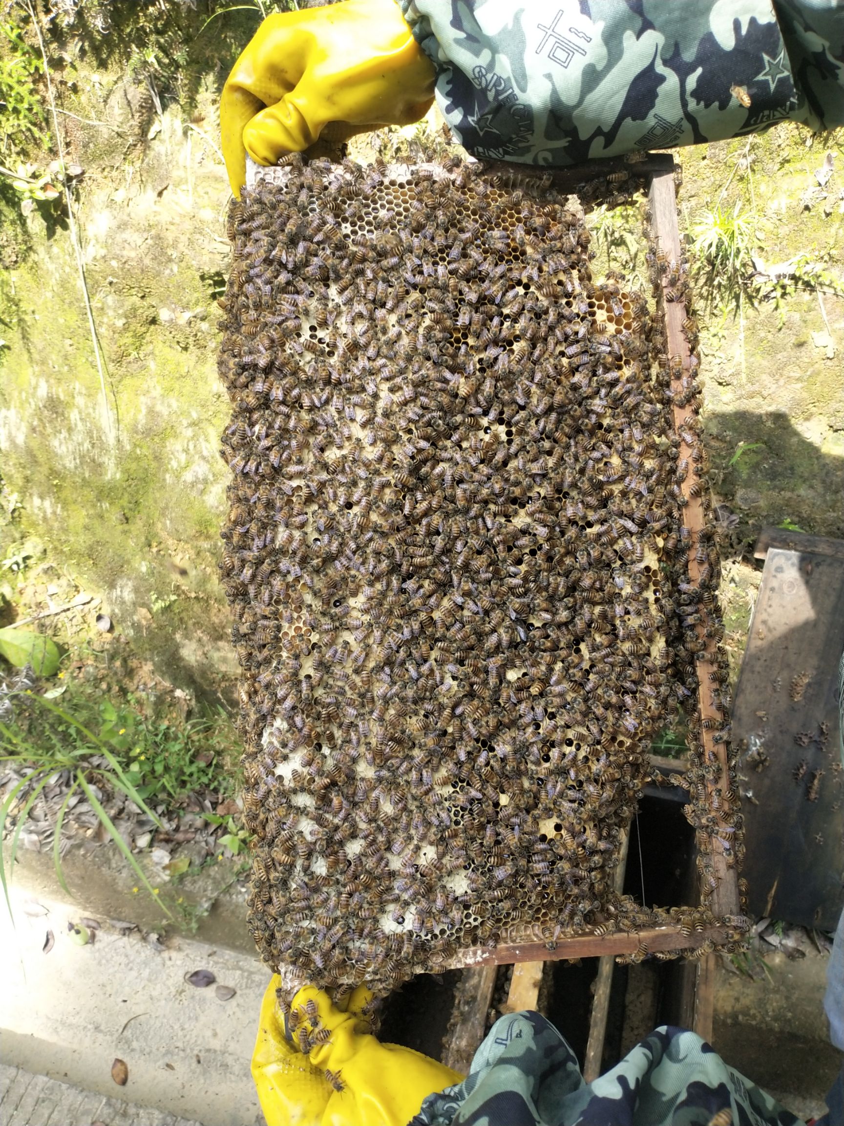 中华蜜蜂 出售中蜂