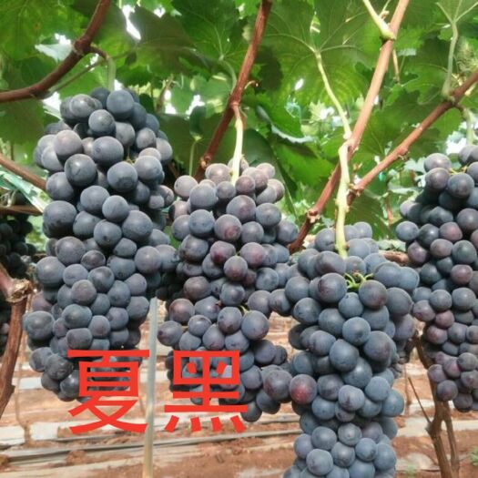 饶阳县 河北饶阳县设施葡萄种植基地，大量上市欢迎各地经销商前来采购！