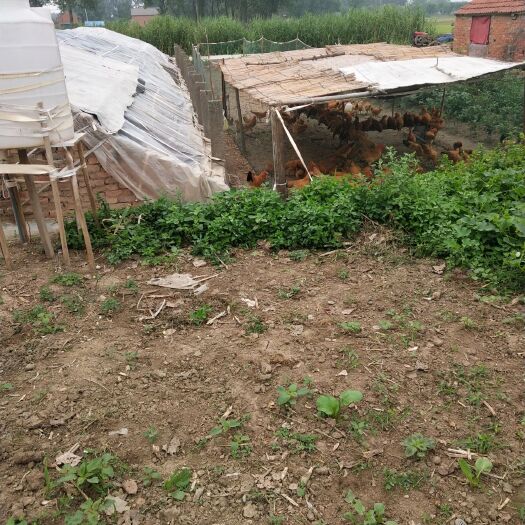 阜宁县 我家散养的草鸡
