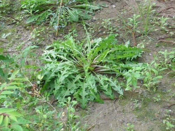 绥芬河市蒲公英叶 蒲公英叶