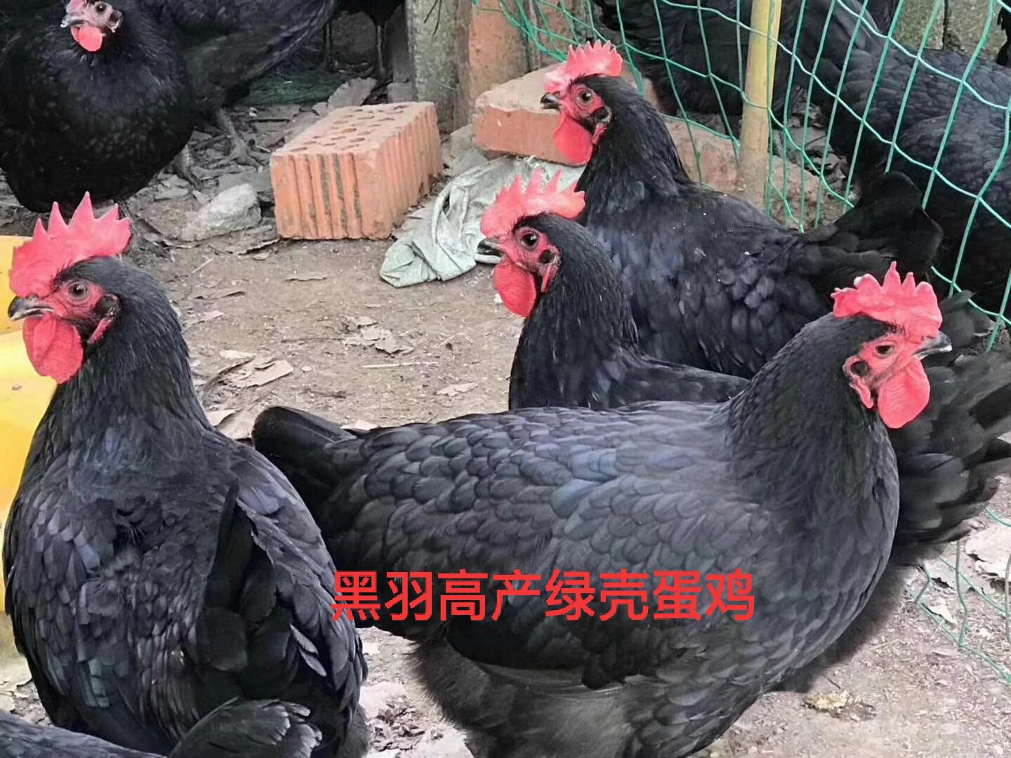  黑羽红冠鸡苗，黑羽母苗，