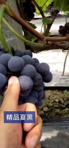 邯郸夏黑葡萄 夏黑