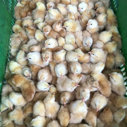 广州三黄鸡苗 三黄公苗，成活率高，包运输，