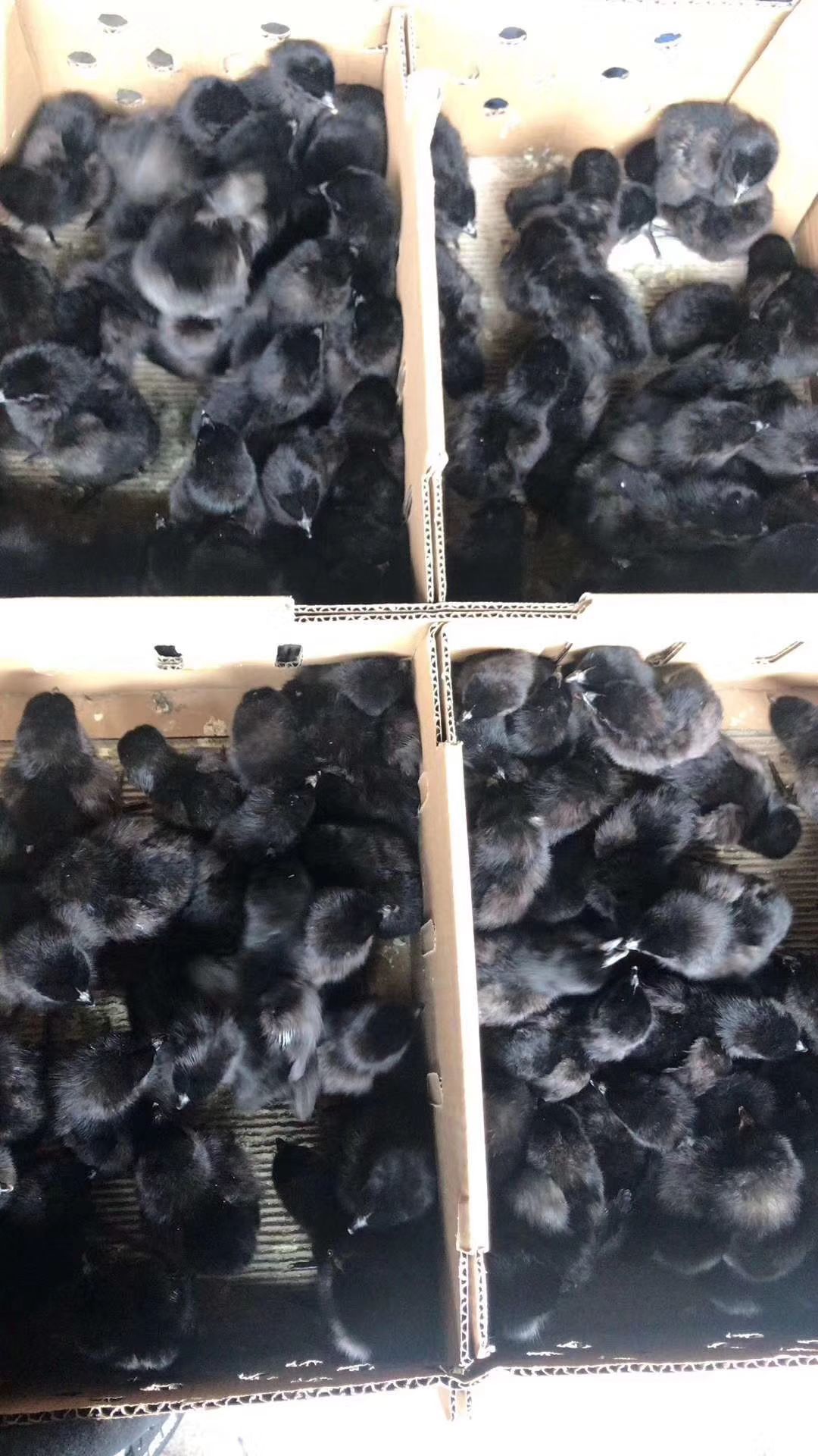  黑羽红冠鸡苗，黑羽母苗，