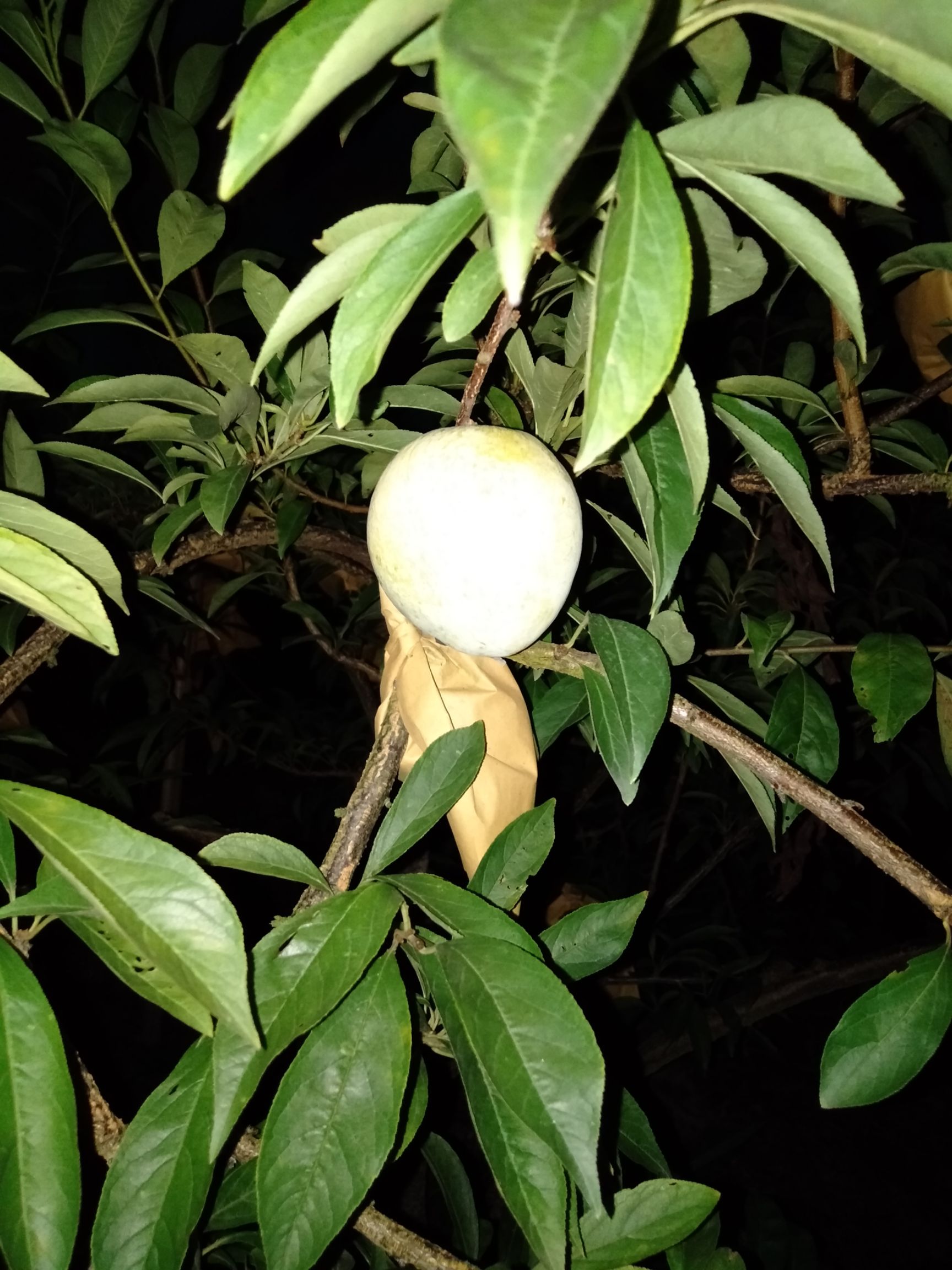 黄金李 量大便宜