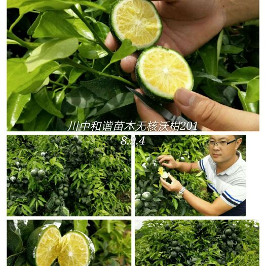 金堂县 091无核沃柑苗