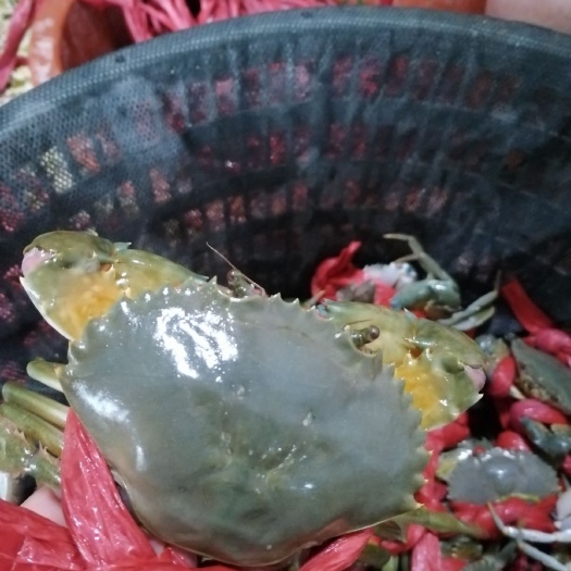 诏安县青蟹 今年的新肉蟹开始啦！欢迎老板们来扰