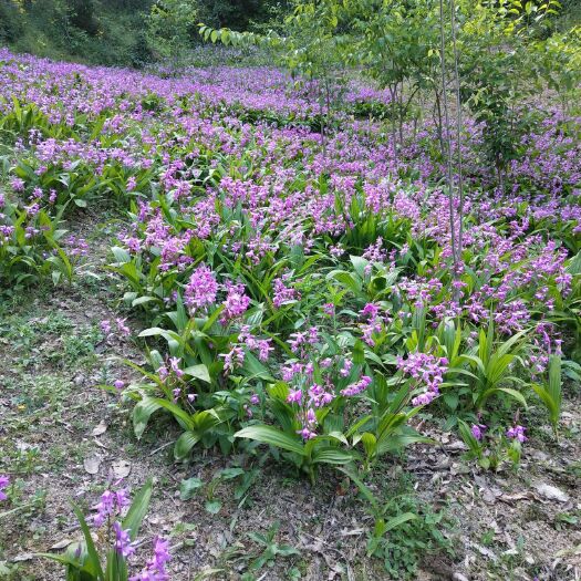康县白及 正棕紫花三岔白芨，有要的客户联系，