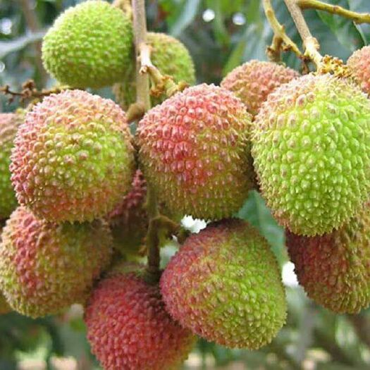 灵山县桂味荔枝苗
