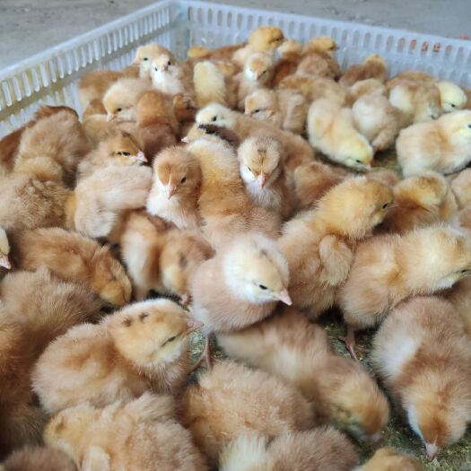 东海县三黄鸡苗 三黄鸡