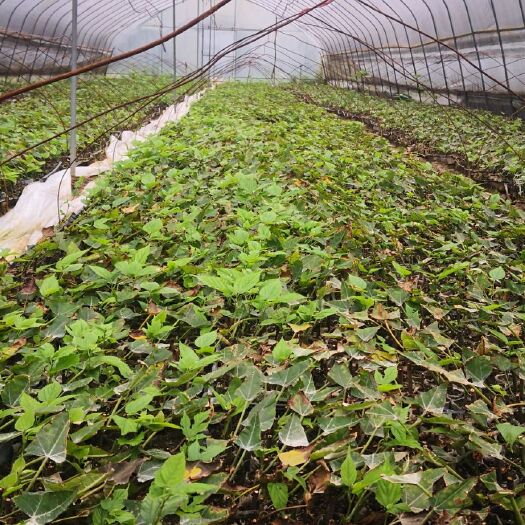 习水县构树苗 正宗杂交构树杯苗，今年扦插的，已经开始验苗，需要的赶紧来面谈