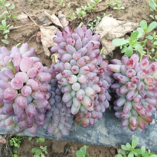 北镇市 着色香葡萄大量上市，欢迎各地客商前来选购