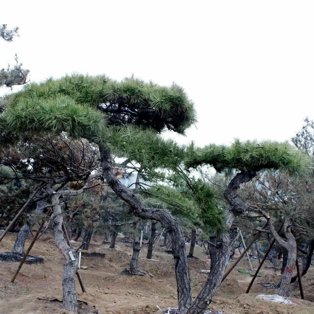  泰安浩丰园林基地主营造型黑松 油松 泰山迎客松