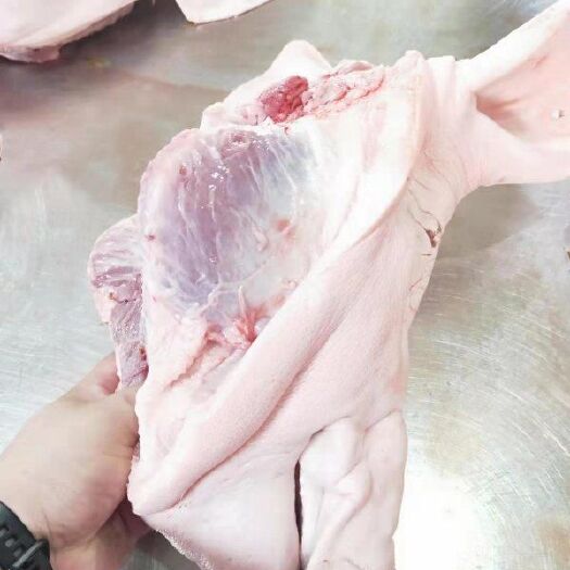 沁县鲜猪头 标猪三角头。猪头。带耳头