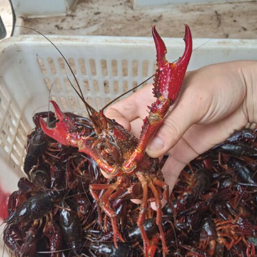武汉清水小龙虾 湖北江夏鲁湖清水1.2～2两精品炮头大龙虾，个大鲜活干净肥美