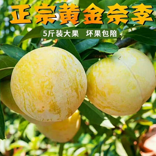 宜章县 乐昌市黄金奈李