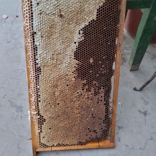 武安市中华蜜蜂 农家自产中蜂蜂蜜