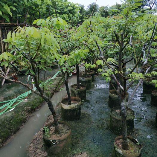 普宁市 石峡龙眼苗