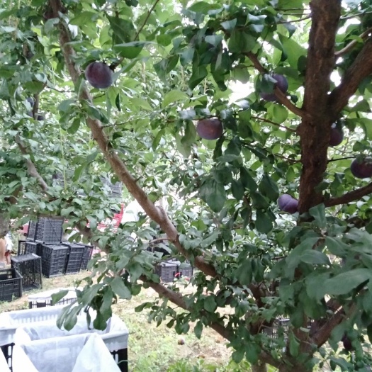 西安黑布林 刚上市的黑总统，地里现装，以物论价，需要的请联系我。