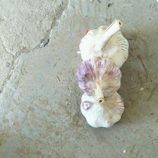 冠县红皮大蒜 5~5.5cm 多瓣蒜