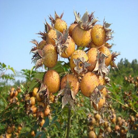 兴仁市梨干 贵州特产，地标产品