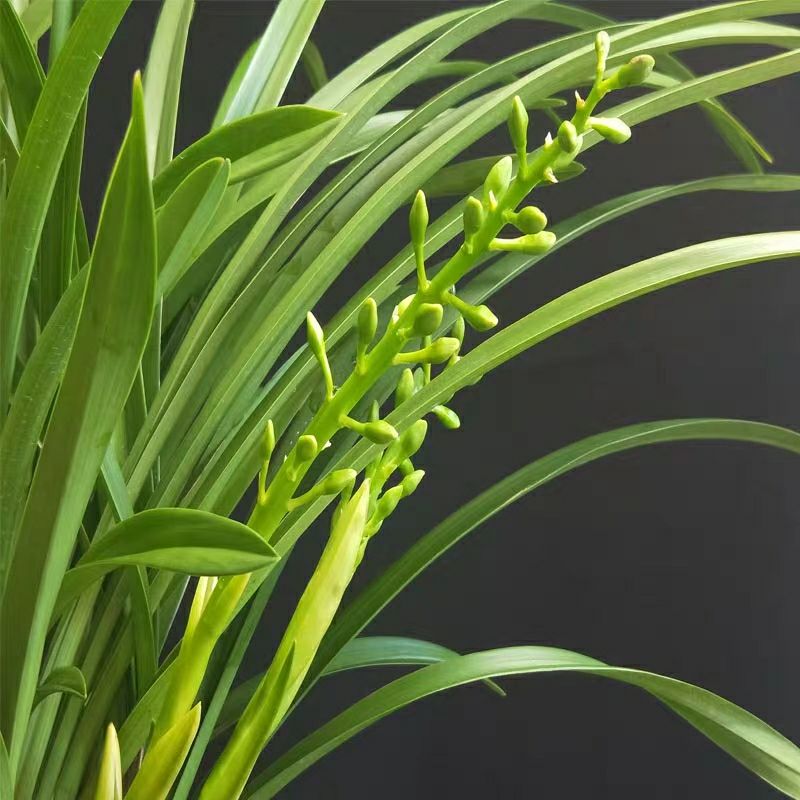 [建兰批发] 兰花建兰十八格格花期浓香优雅室内