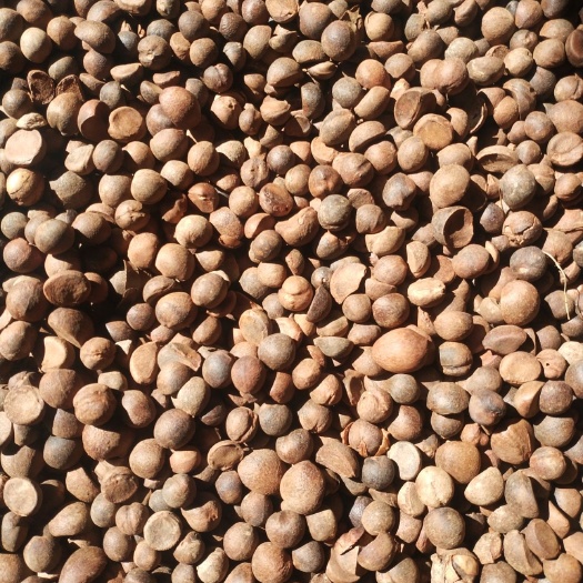 三江县 广西三江山茶油，小籽清香