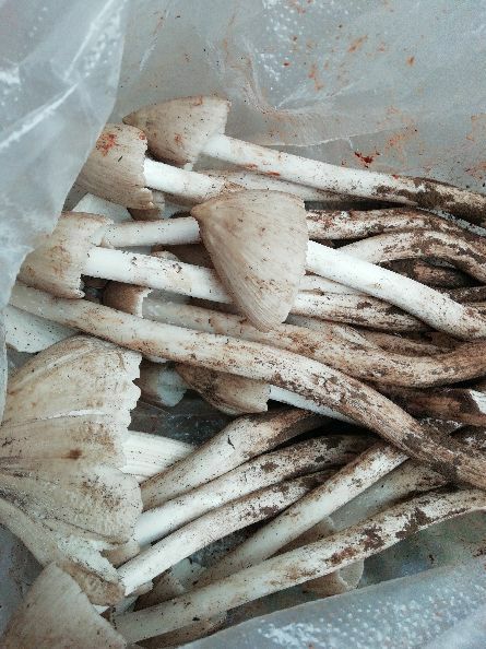 遵义鸡油菌 鸡枞菌大量上市，野生菌中的珍品
