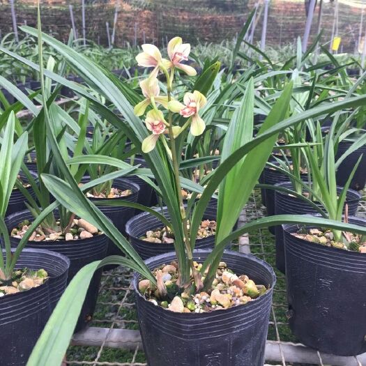 建兰四季兰 君荷 国兰君子夏秋季花期 室内绿植盆栽花卉