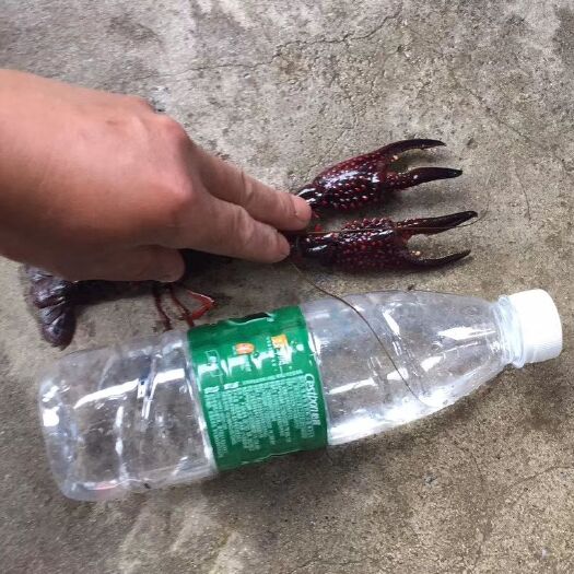 南陵县 生态龙虾饭馆酒店龙虾馆长期供应小龙虾苗外省发货量大价格可议