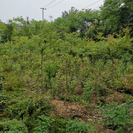 霍山县细叶鸡爪槭 鸡爪概（2一5）公分