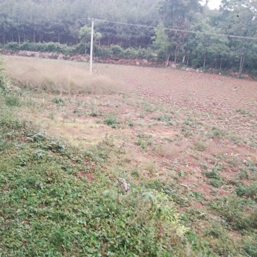 山地  土地出租出售。地点在贵州省威宁县工业园区内。