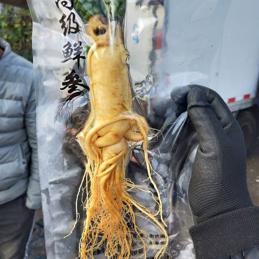 抚松县长白山人参 优惠保鲜参
