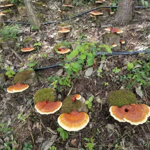 拜泉县 富硒松山灵芝