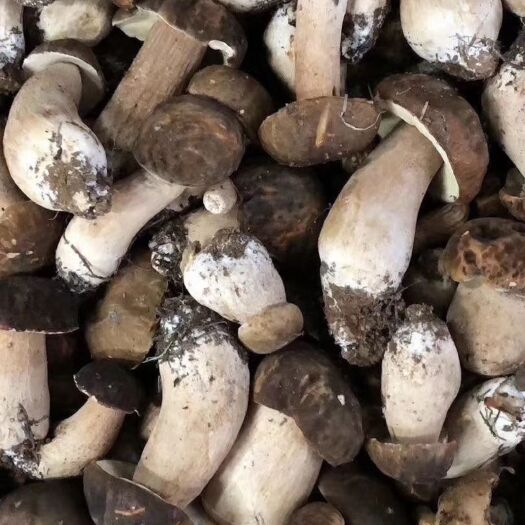 楚雄市 美味牛肝菌