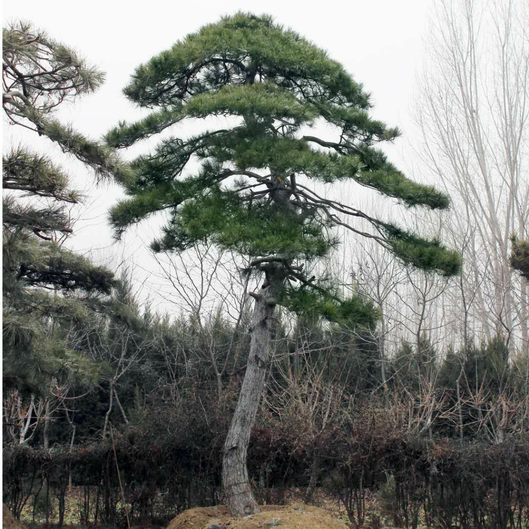  泰安浩丰园林基地主营造型黑松 油松 泰山迎客松