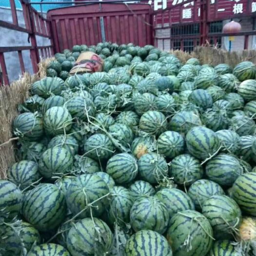 亳州京欣西瓜苗 8424，京欣西瓜，大量优质