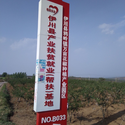 伊川县大红袍花椒  大红袍皮厚特麻，色泽鲜艳，自己种植。