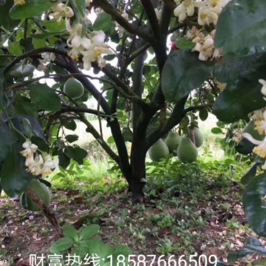 南宁暹罗柚苗 泰国红宝石青柚苗