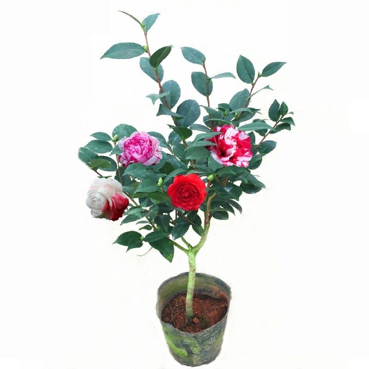 平邑县 四季长青茶花树苗 山茶花苗批发 盆栽茶花苗阳台花卉观花耐寒
