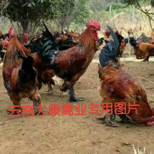 昆明土鸡苗  云南本地大种高脚毛脚土鸡武定大种土鸡运输包损耗接受大订单合同