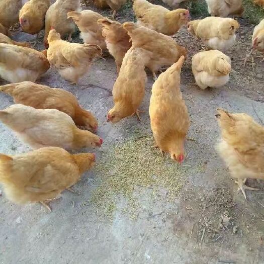 博罗县 农家吃谷散养老水三黄胡须鸡