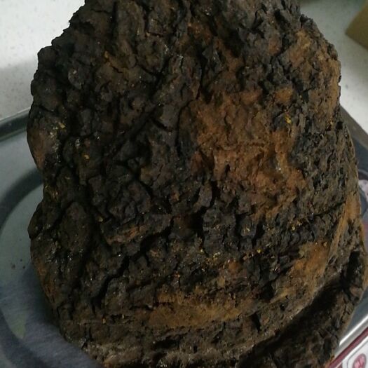 黑河 俄罗斯西伯利亚桦树茸批发零售