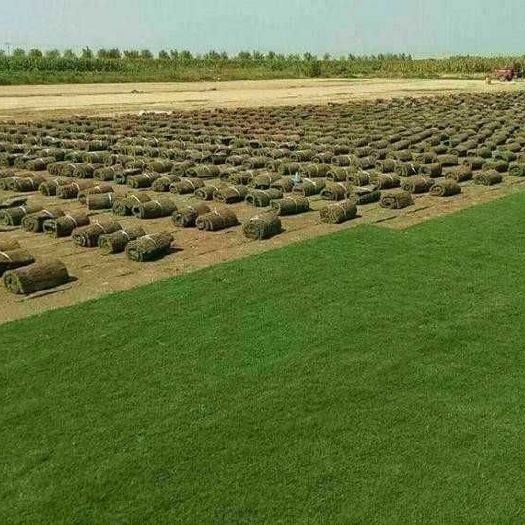 江陵县 自家千亩草坪基地，常年供应矮生百慕大，果岭草，天堂草欢迎订购